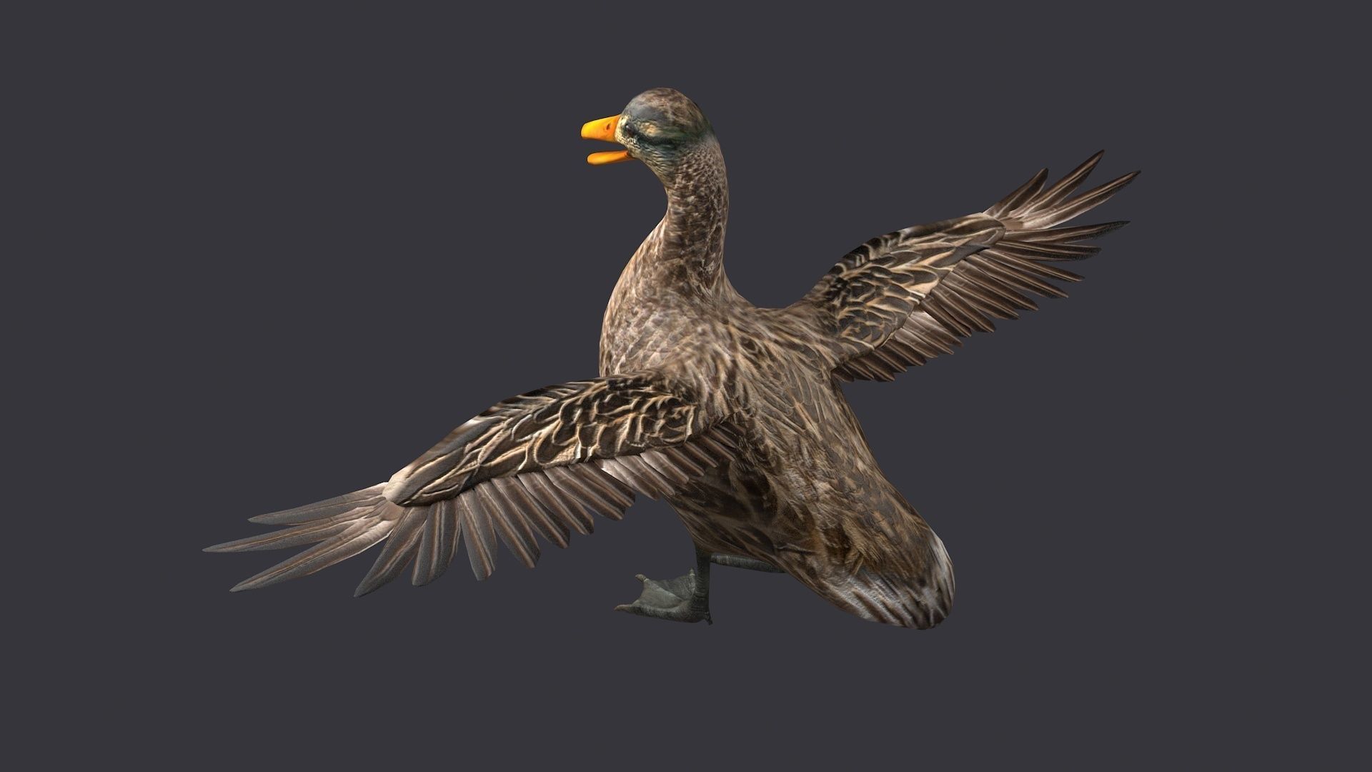 wild duck mallard dabbling anas platyrhynchos  3D model_1