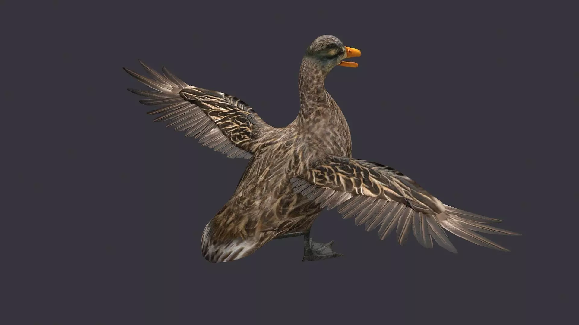 wild duck mallard dabbling anas platyrhynchos  3D model_0
