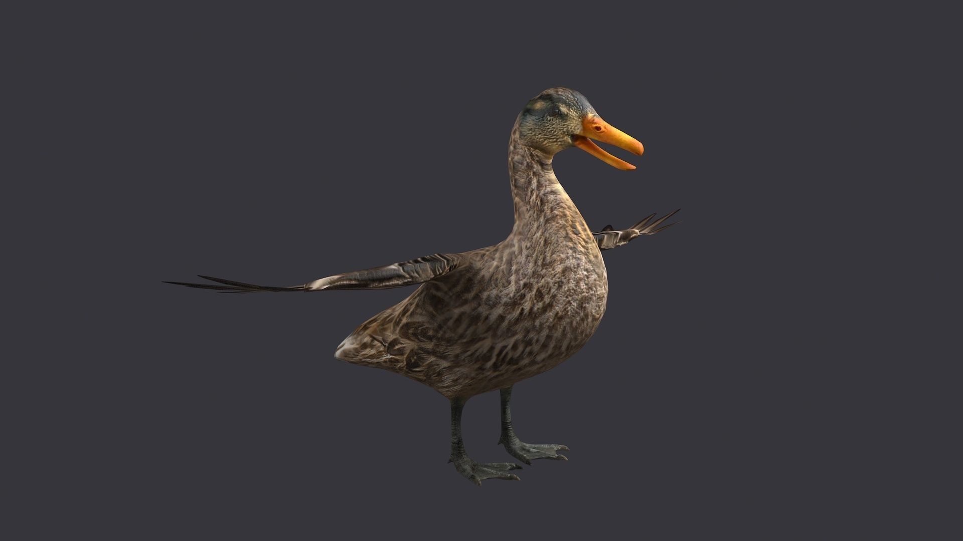 wild duck mallard dabbling anas platyrhynchos  3D model_3
