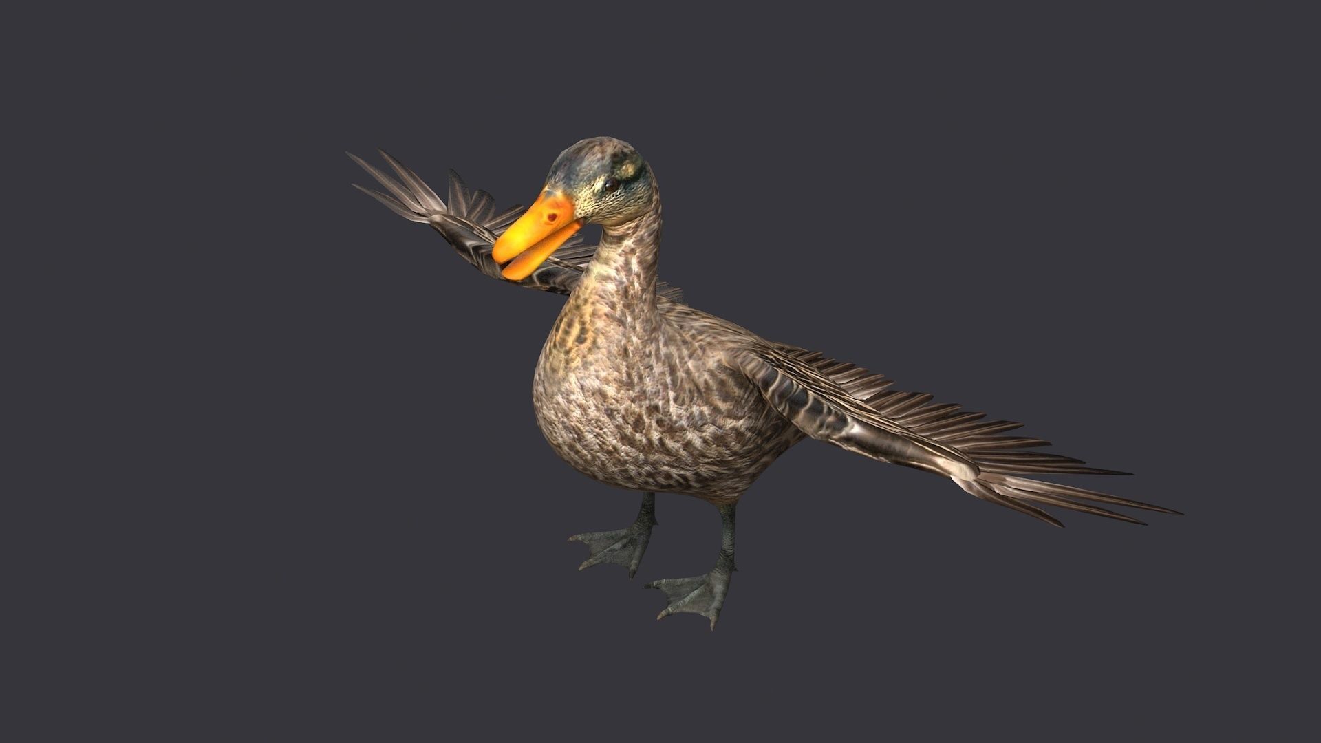 wild duck mallard dabbling anas platyrhynchos  3D model_2