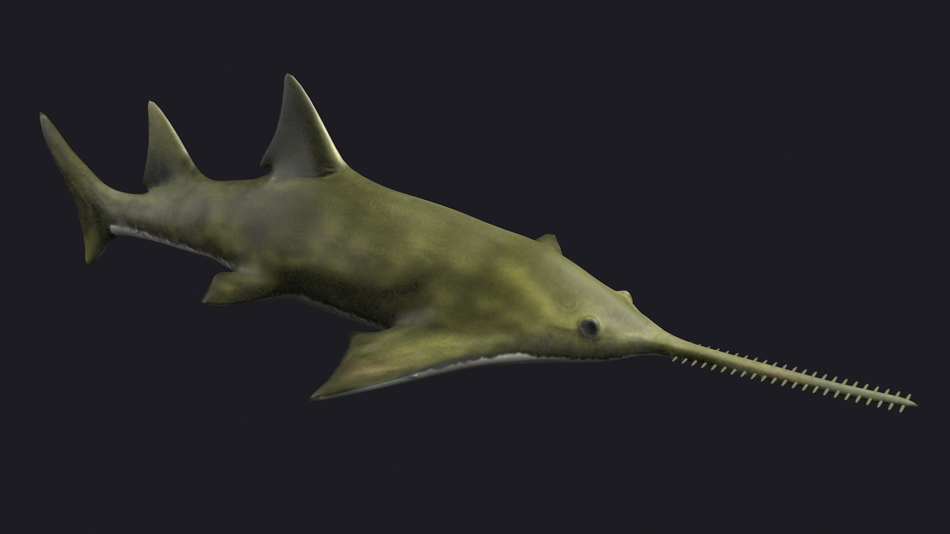 fish shark sawfish animal aquatic extinct ocean 3D model_5