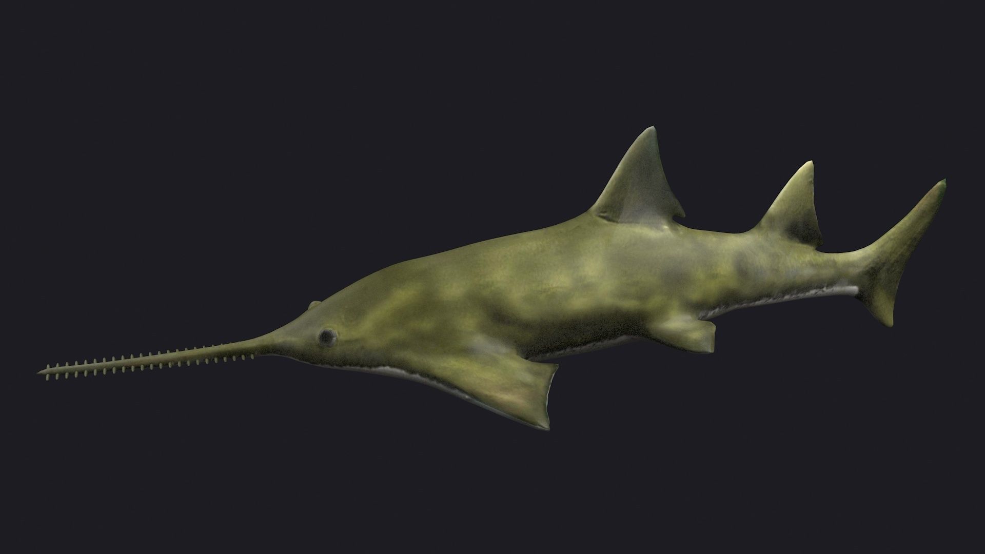 fish shark sawfish animal aquatic extinct ocean 3D model_1