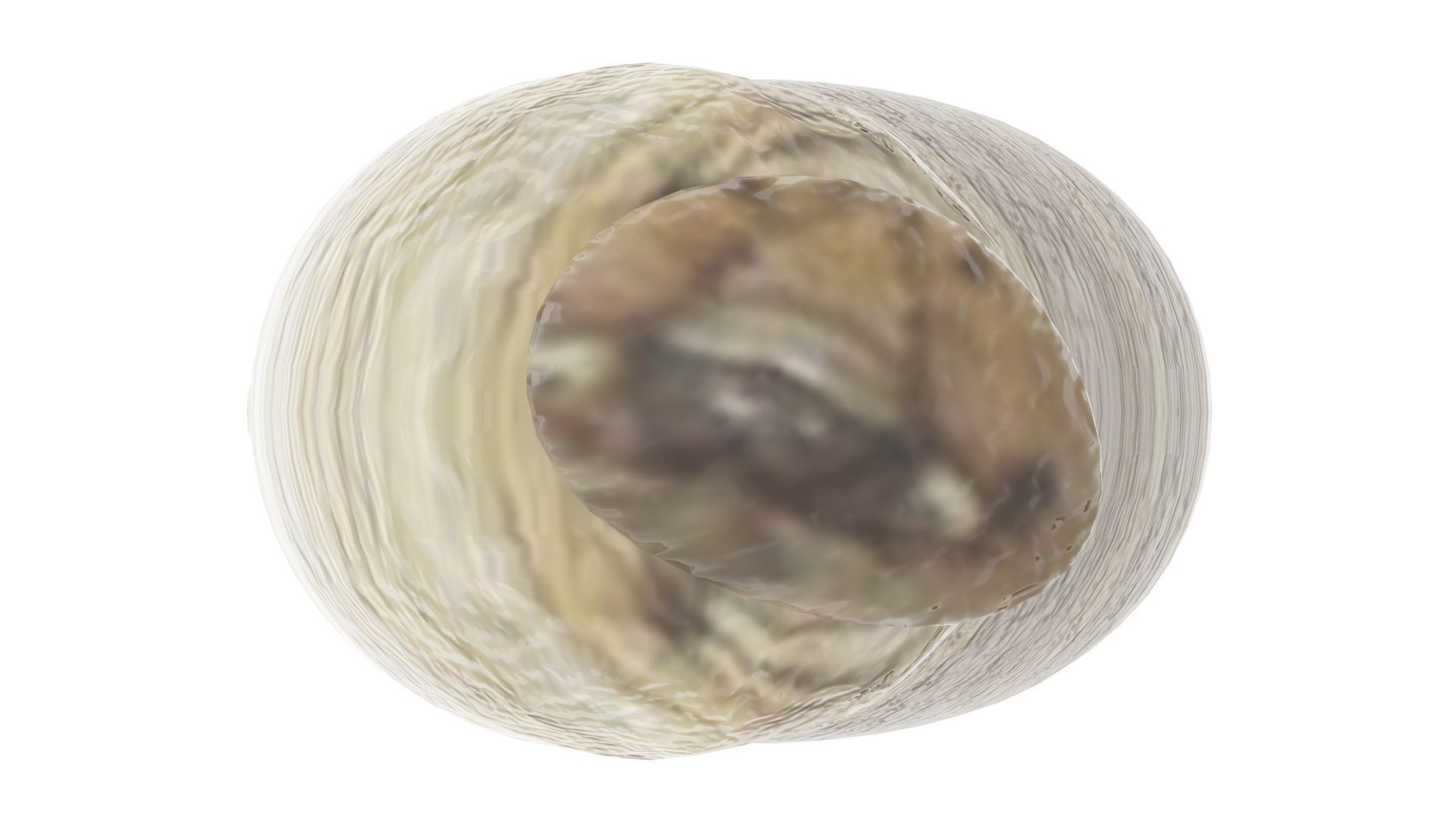 Silkworm 3D model_17