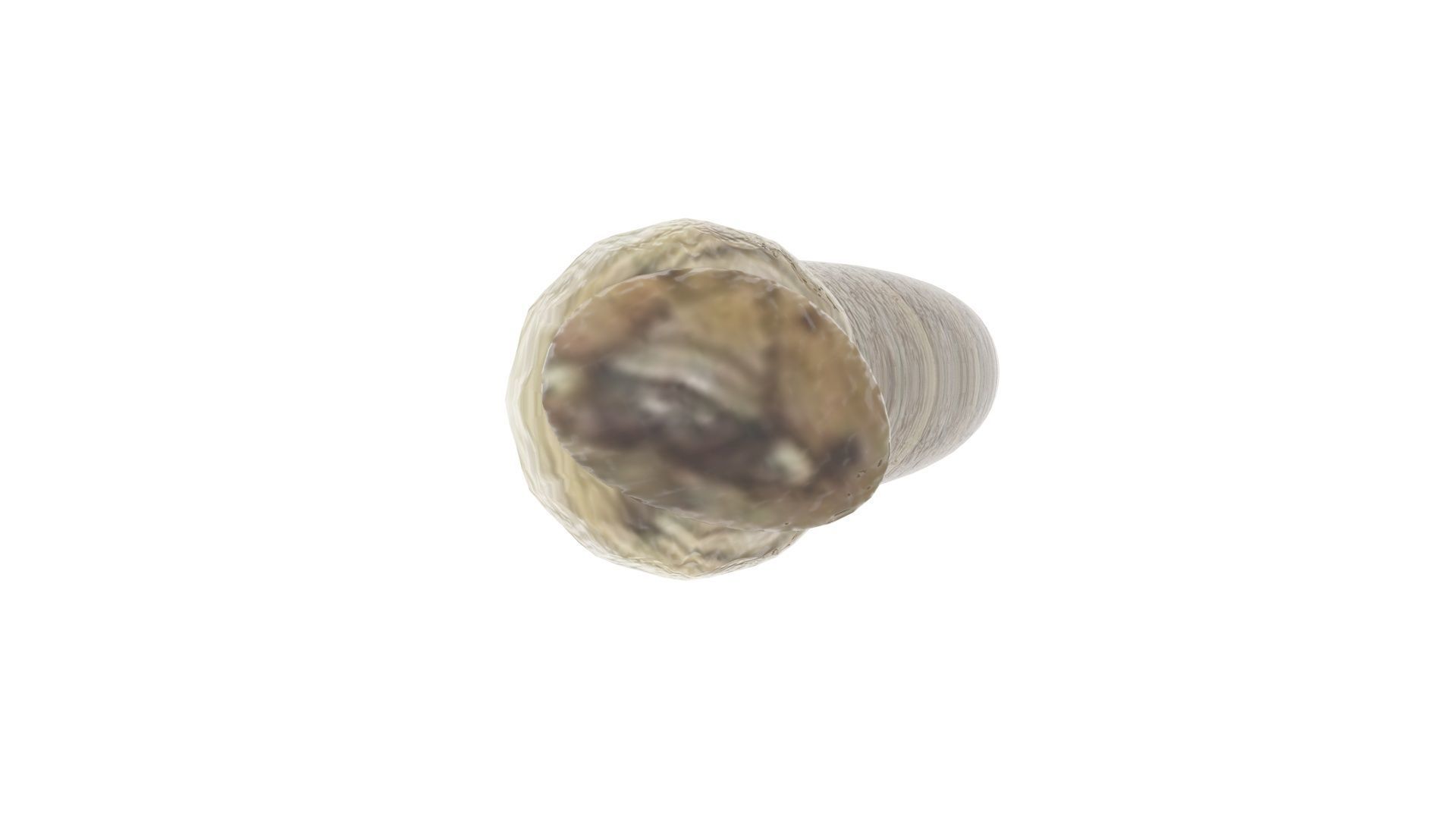 Silkworm 3D model_13