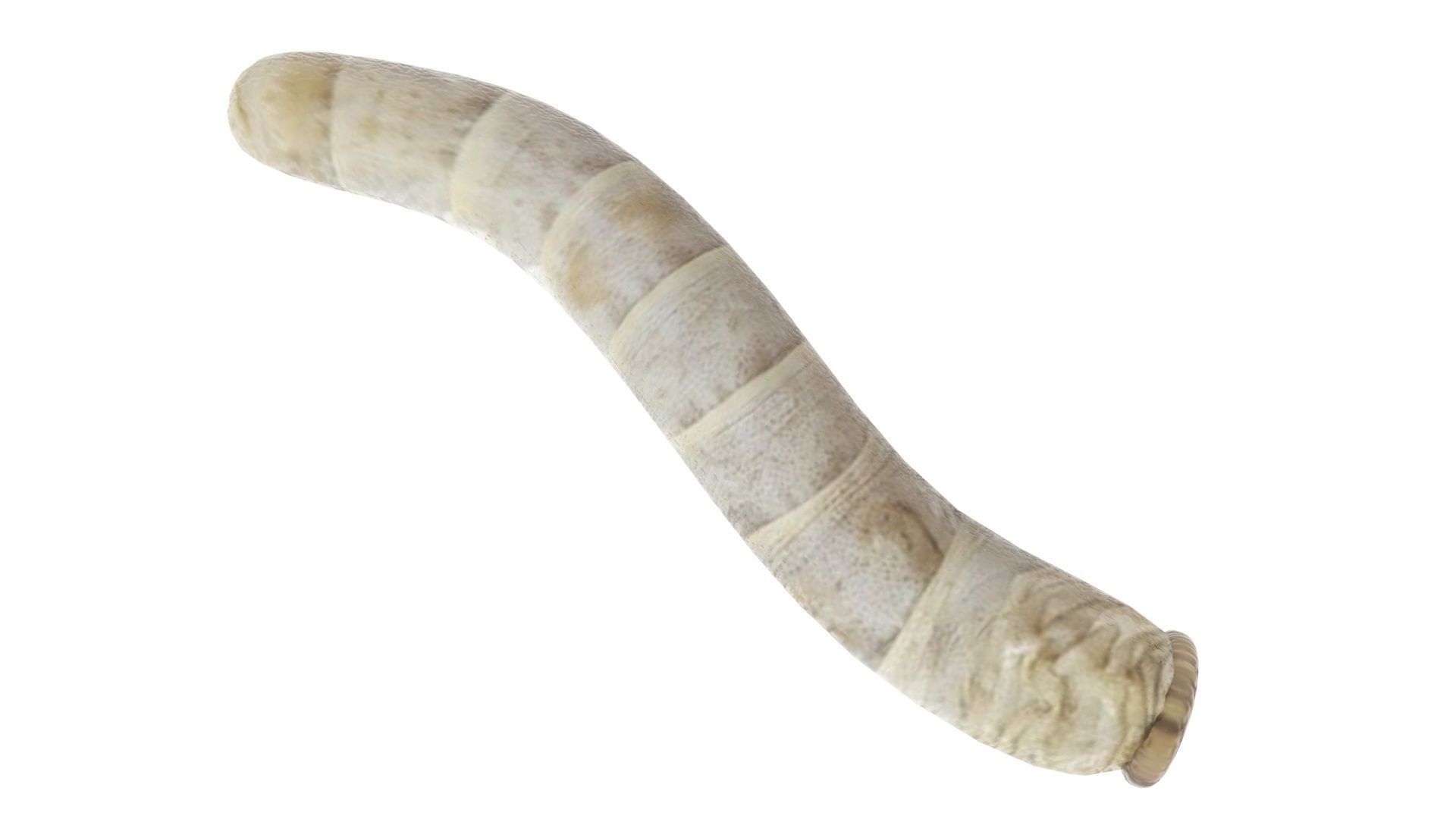 Silkworm 3D model_11