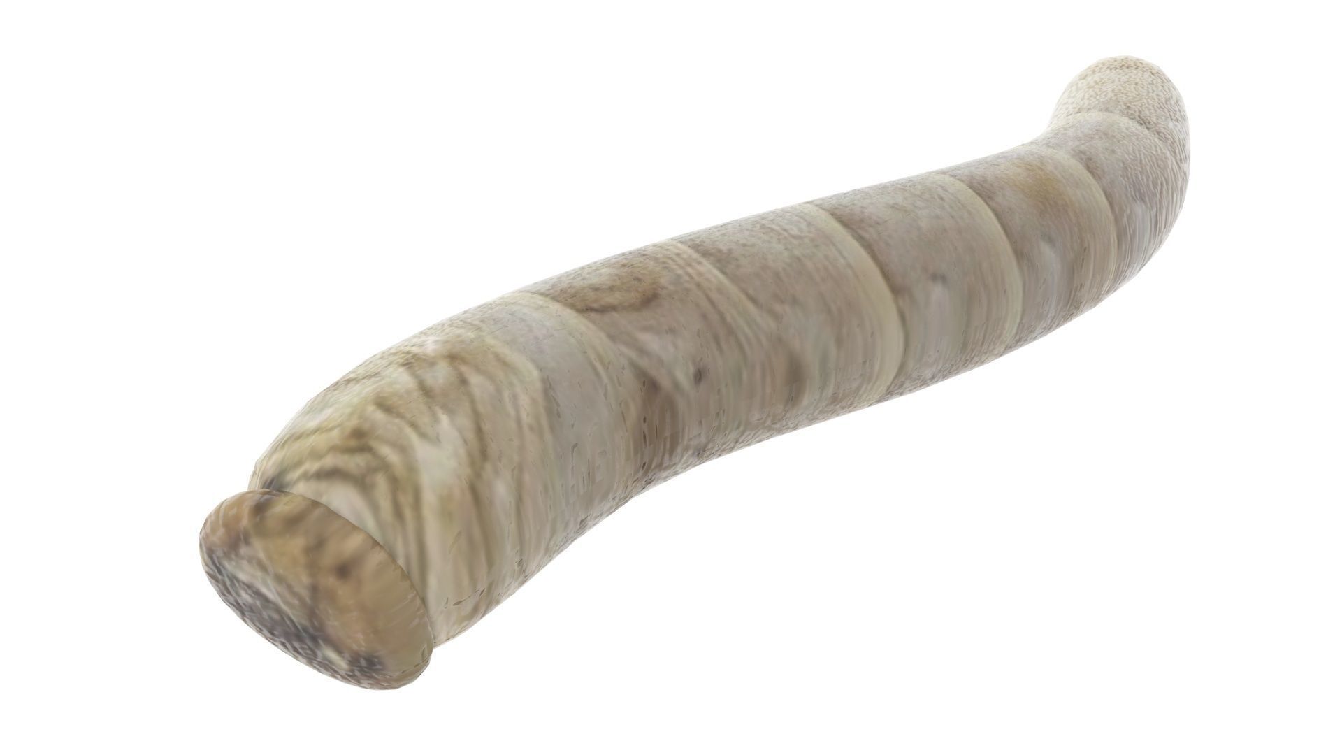 Silkworm 3D model_14