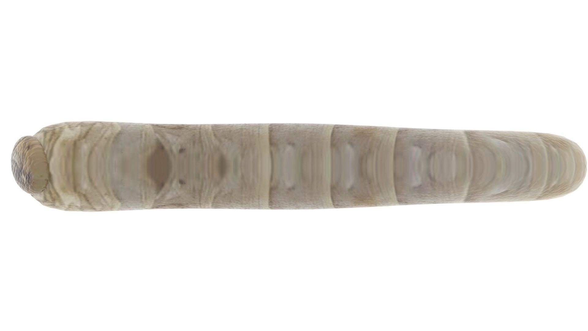 Silkworm 3D model_16