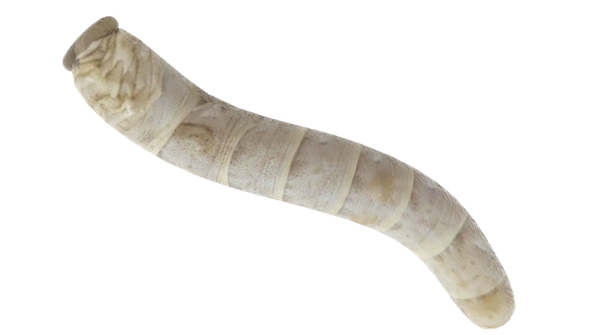 Silkworm 3D model_12