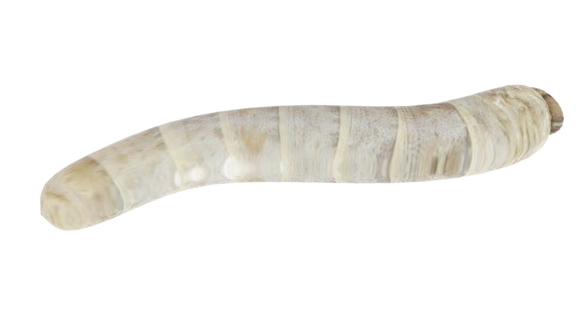 Silkworm 3D model_10