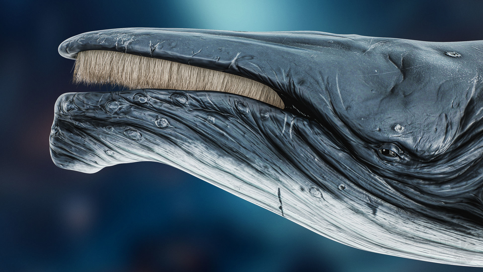 Whale and Whale Calf - Underwater Creature Animated Monster - 23 Low-poly 3D model_7