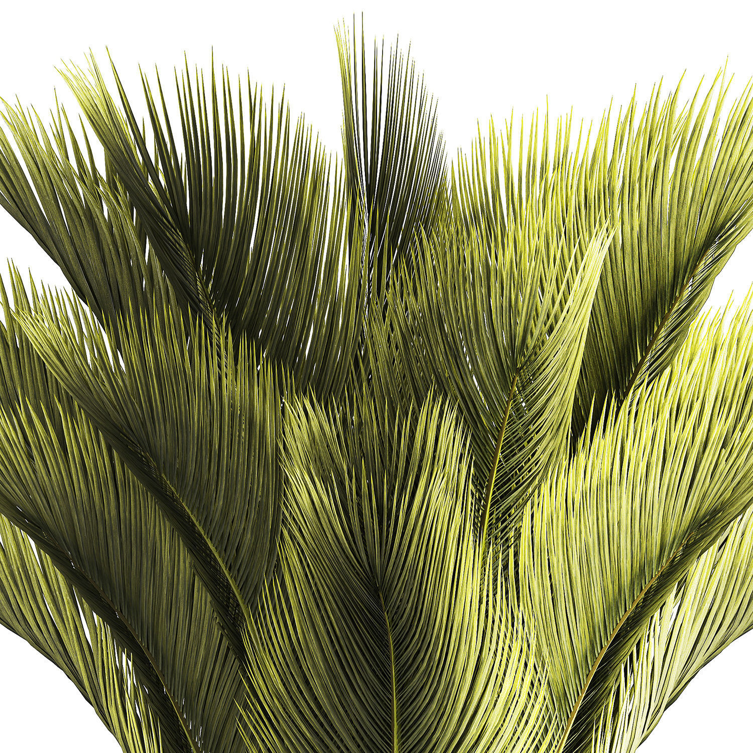 Small date palm in a white modern pot 1463 3D model_13