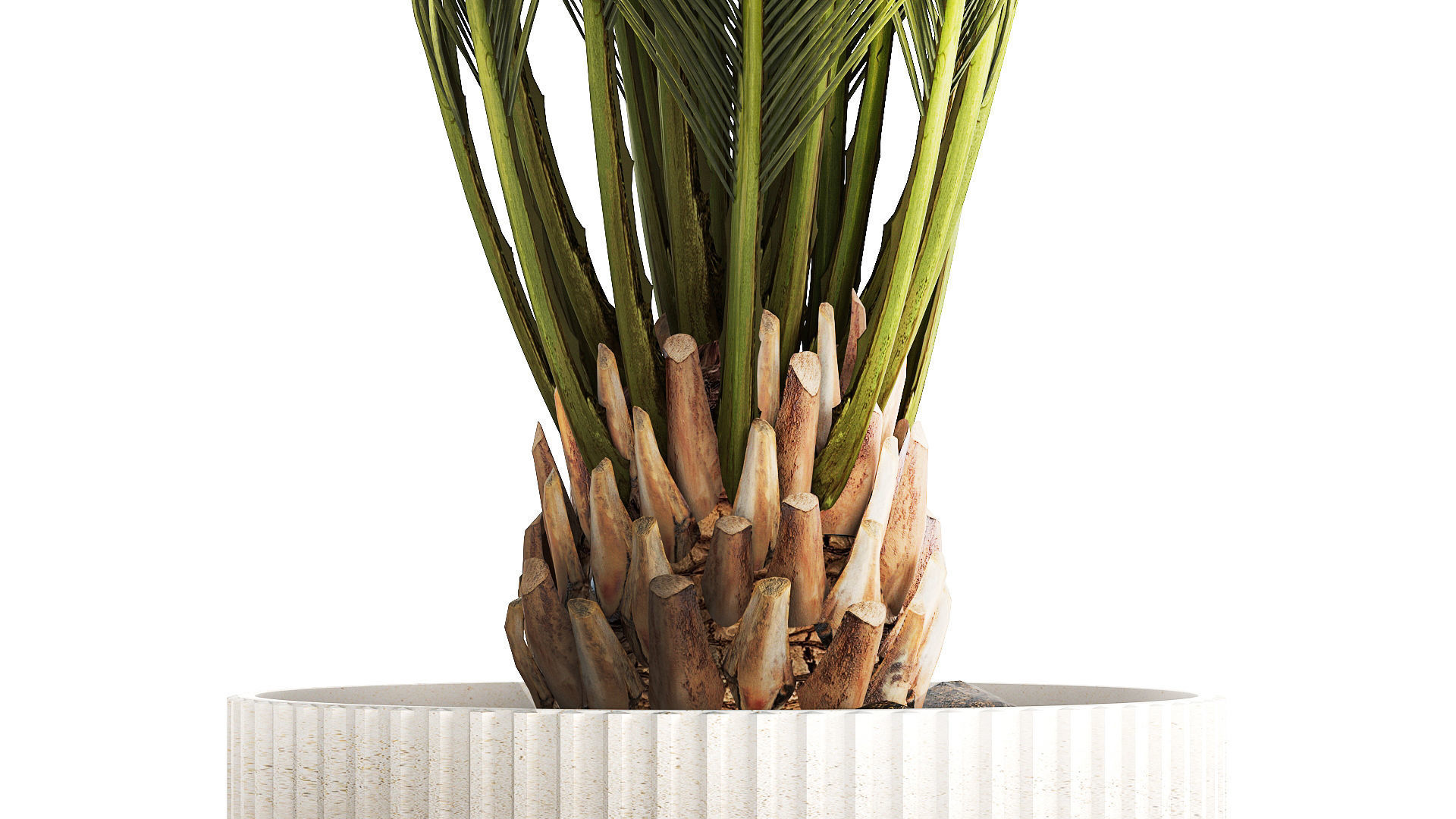 Small date palm in a white modern pot 1463 3D model_6