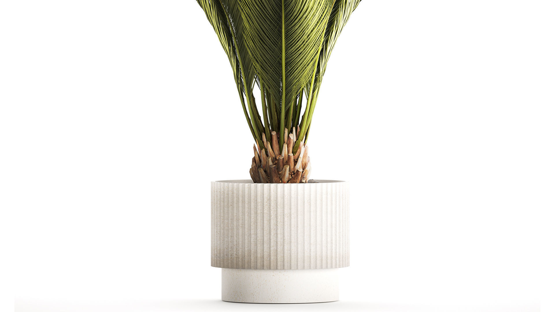 Small date palm in a white modern pot 1463 3D model_2