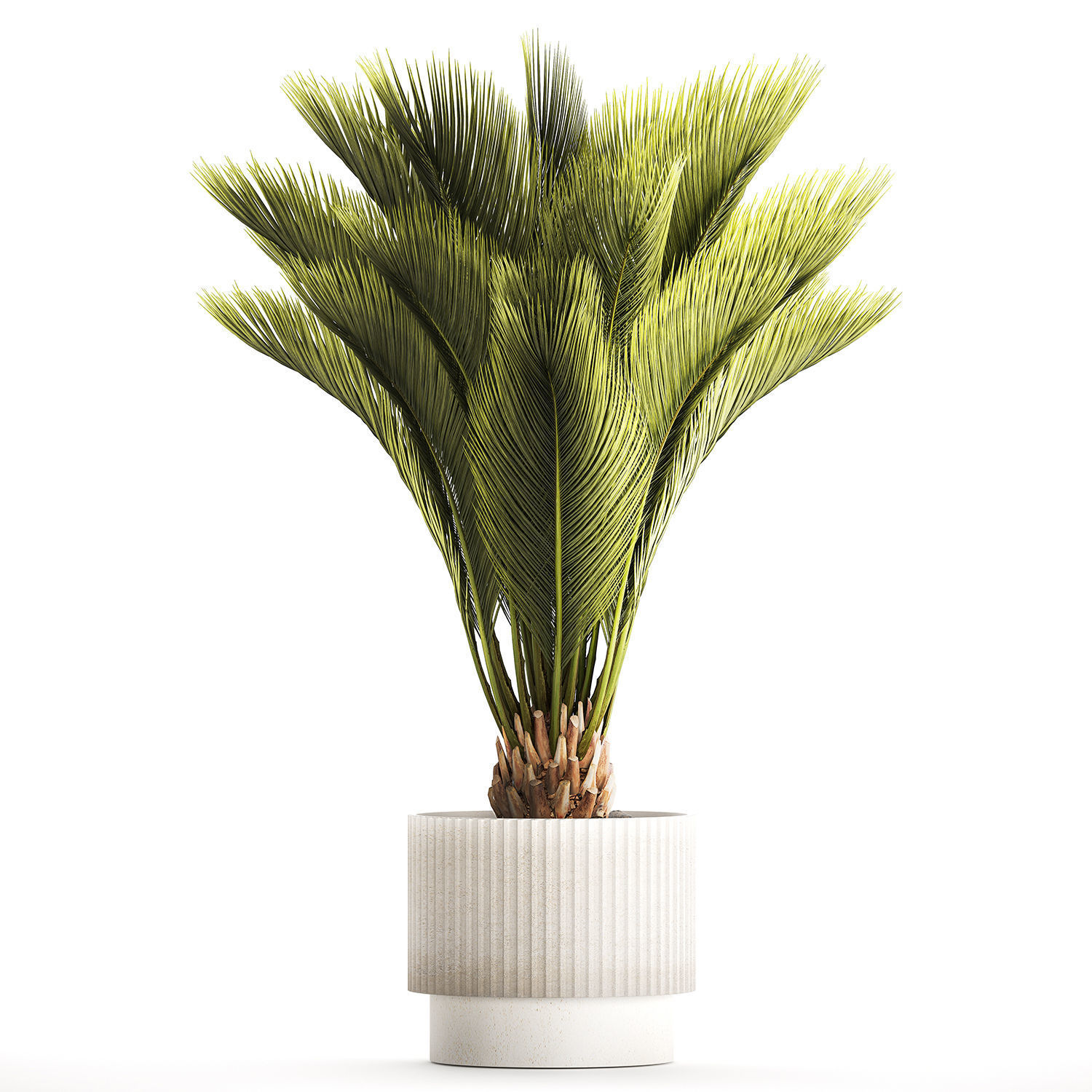 Small date palm in a white modern pot 1463 3D model_8