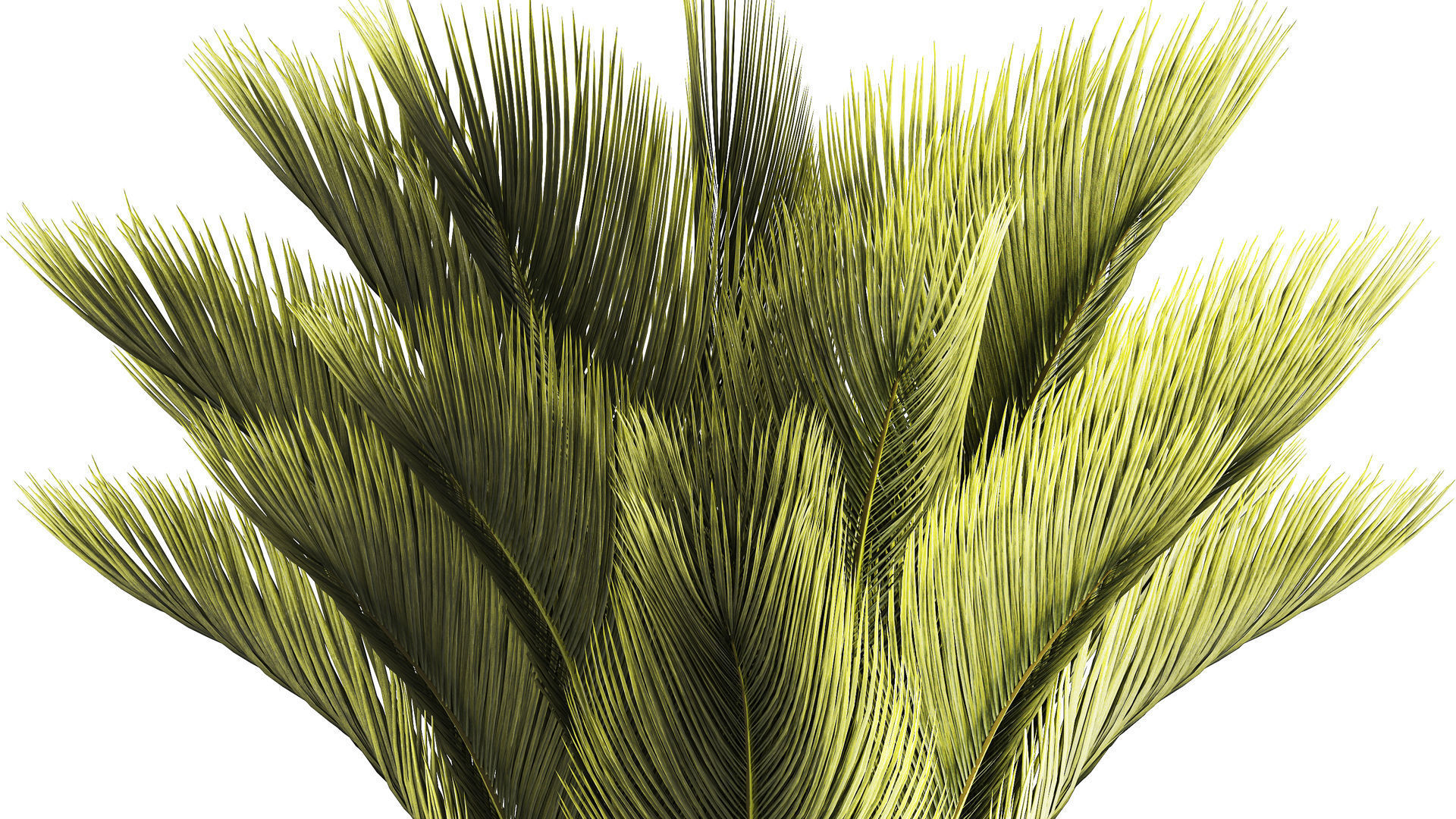 Small date palm in a white modern pot 1463 3D model_3