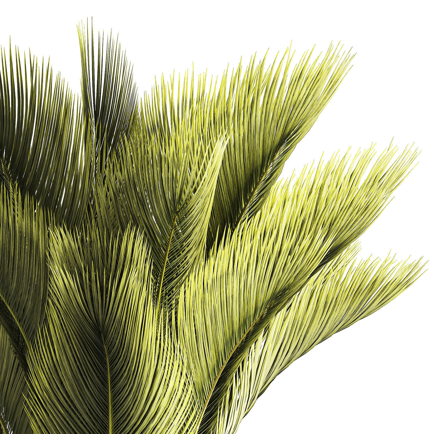 Small date palm in a white modern pot 1463 3D model_9