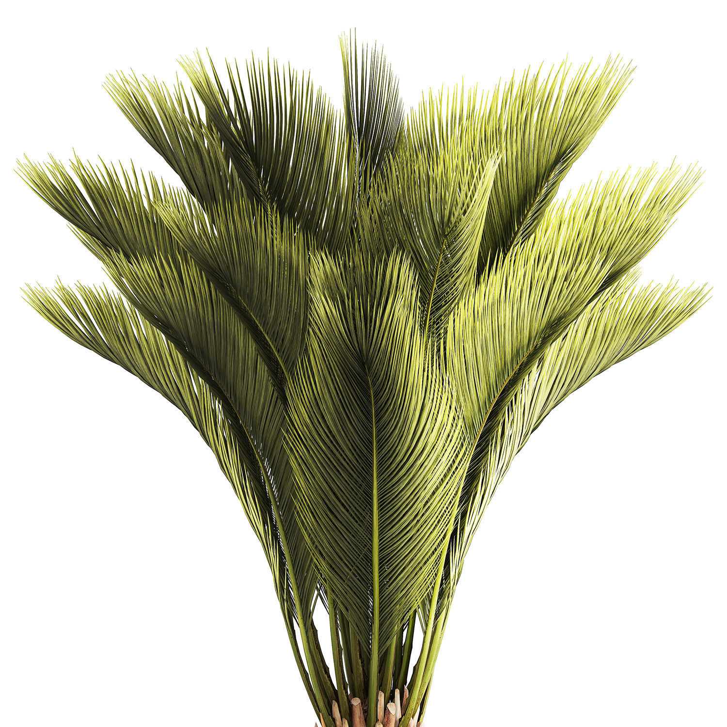 Small date palm in a white modern pot 1463 3D model_11