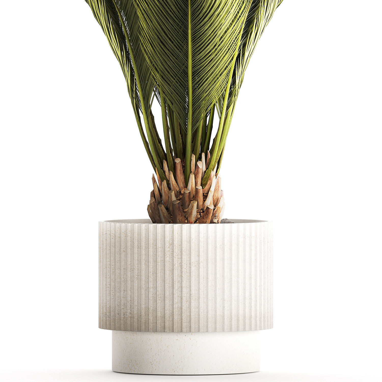 Small date palm in a white modern pot 1463 3D model_10