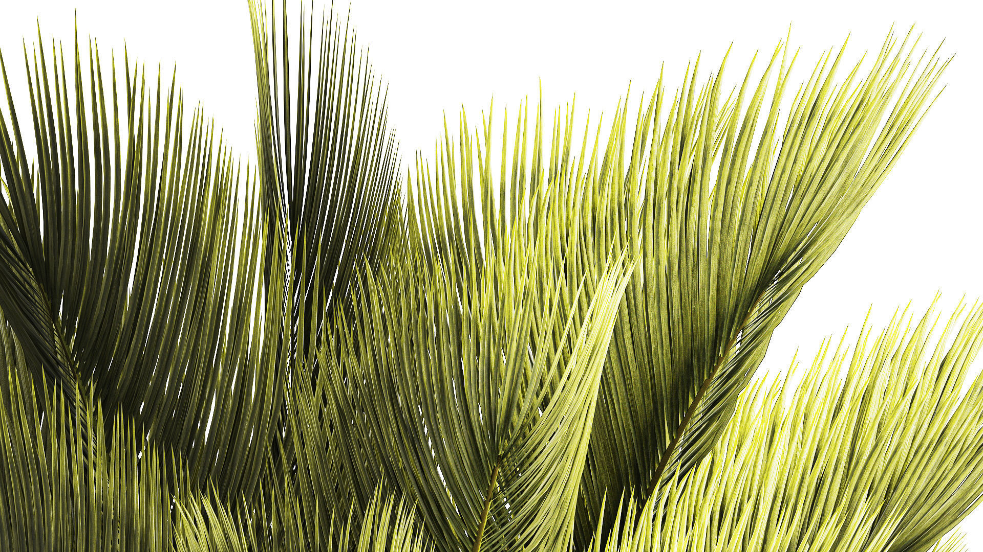 Small date palm in a white modern pot 1463 3D model_4