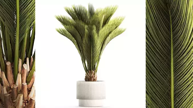 Small date palm in a white modern pot 1463 3D model Small date palm in a white modern pot 1463 3D model