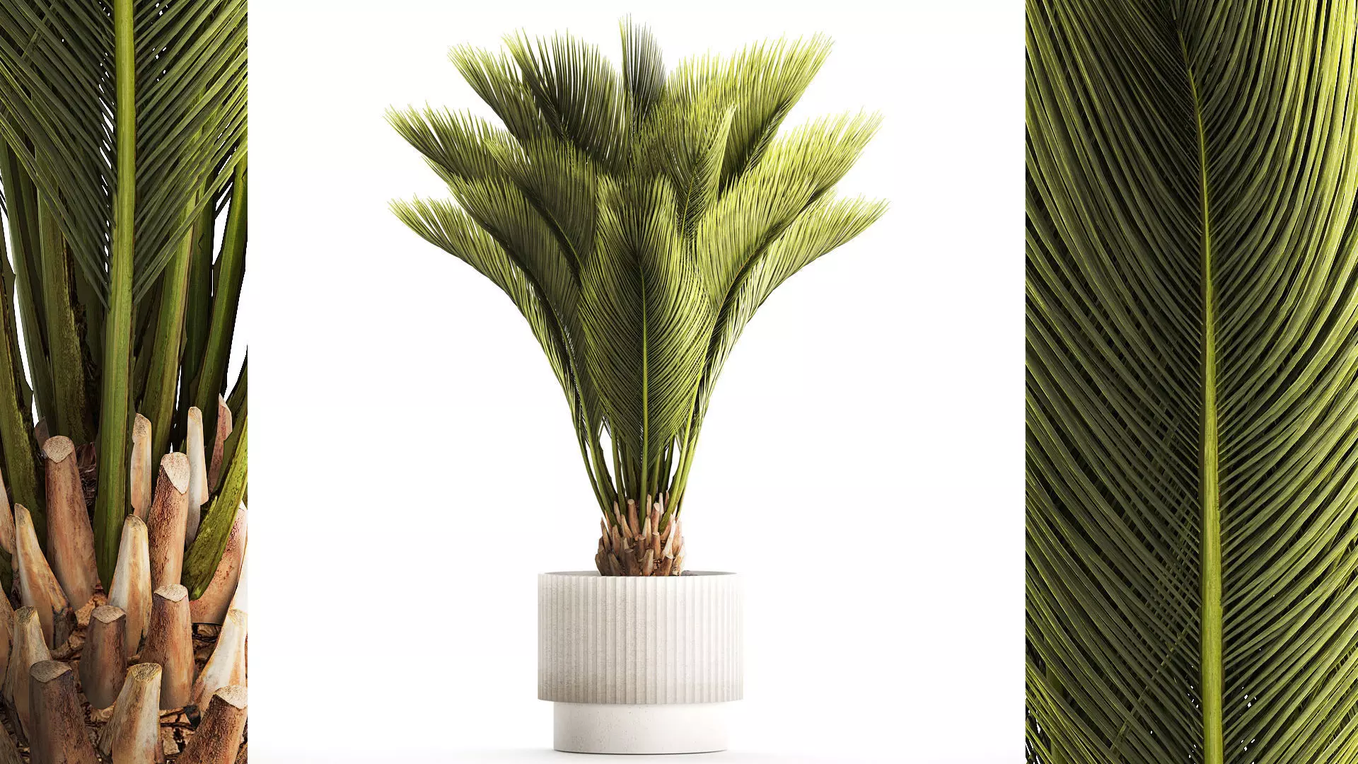 Small date palm in a white modern pot 1463 3D model_0