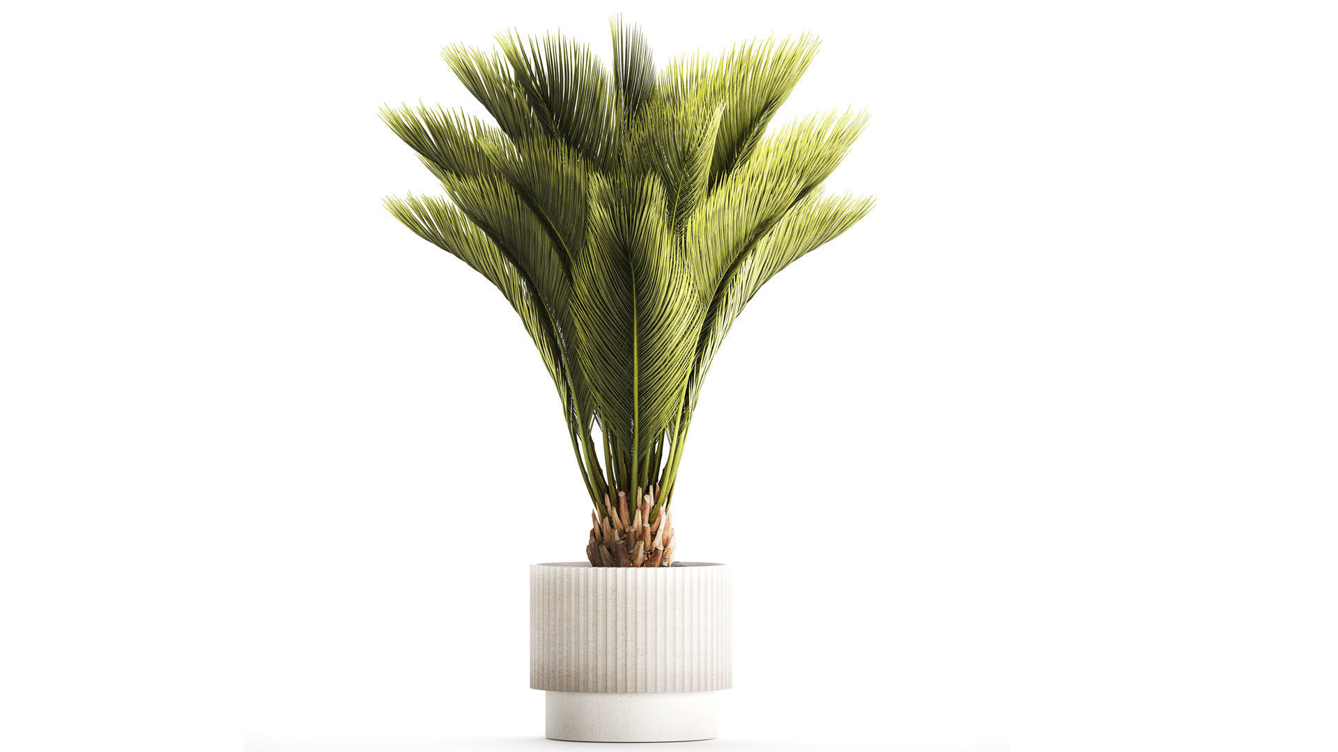 Small date palm in a white modern pot 1463 3D model_1