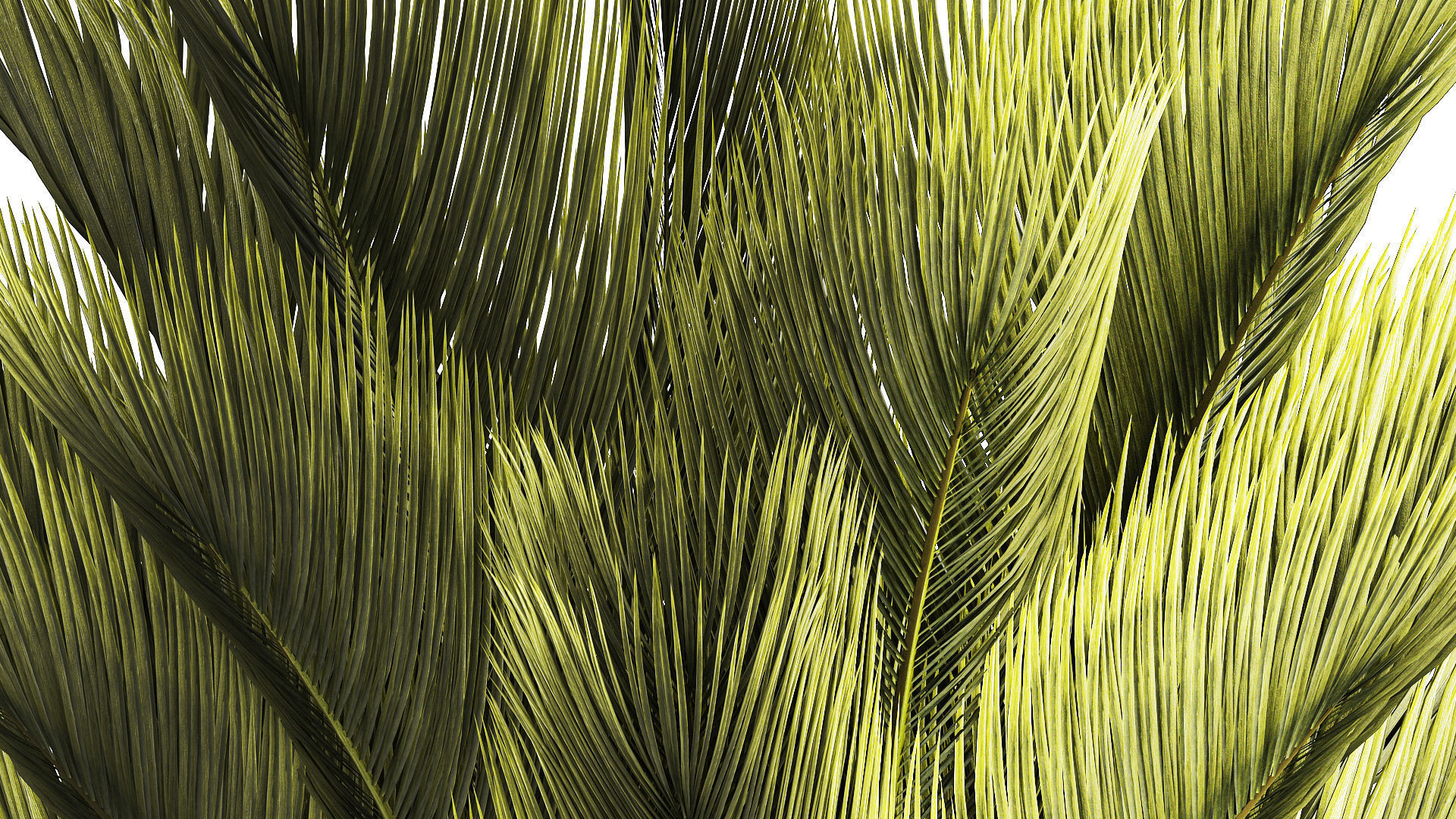 Small date palm in a white modern pot 1463 3D model_5