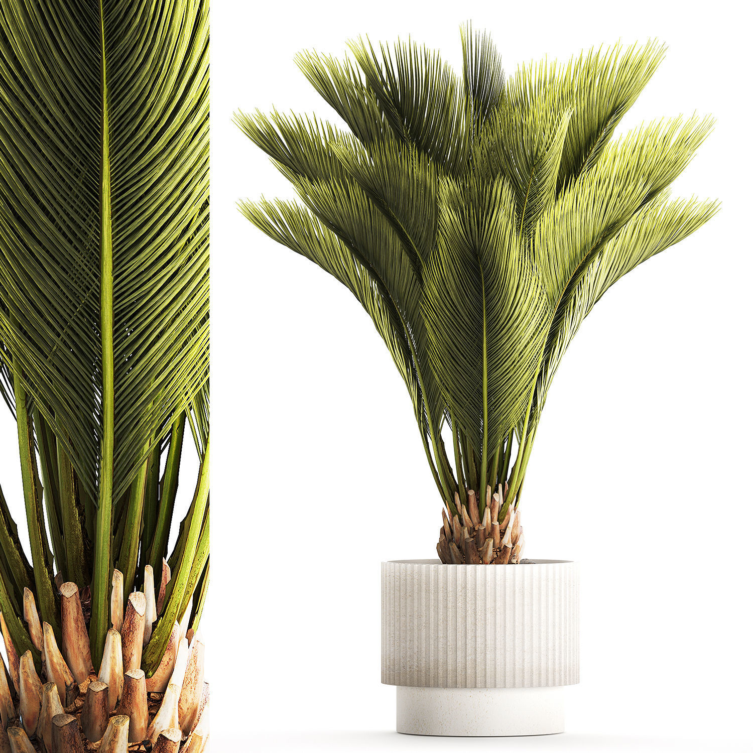 Small date palm in a white modern pot 1463 3D model_7