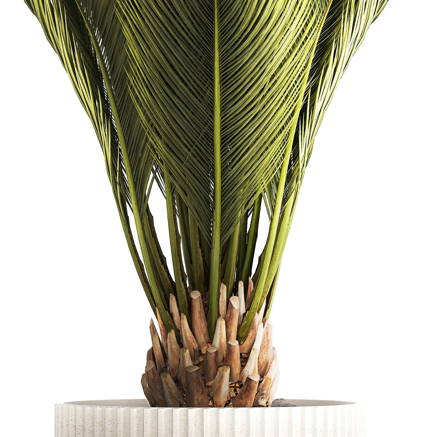 Small date palm in a white modern pot 1463 3D model_12