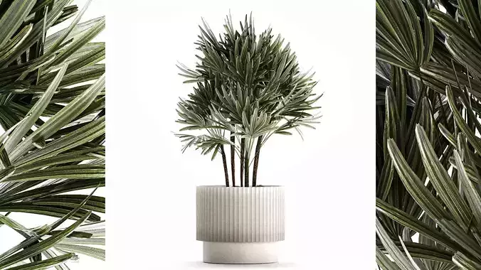 Small Raphis palm in a white modern pot 1464 3D model