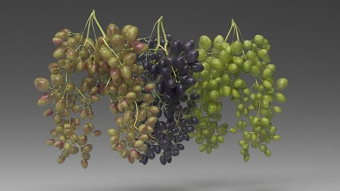 Grape 3D model 5