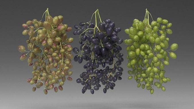 Grape 3D model 2