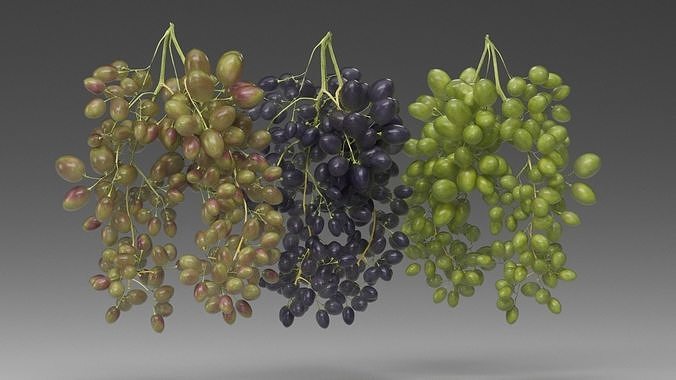 Grape 3D model 4