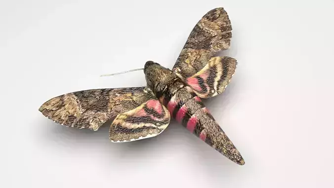 Moth Insect 3D model