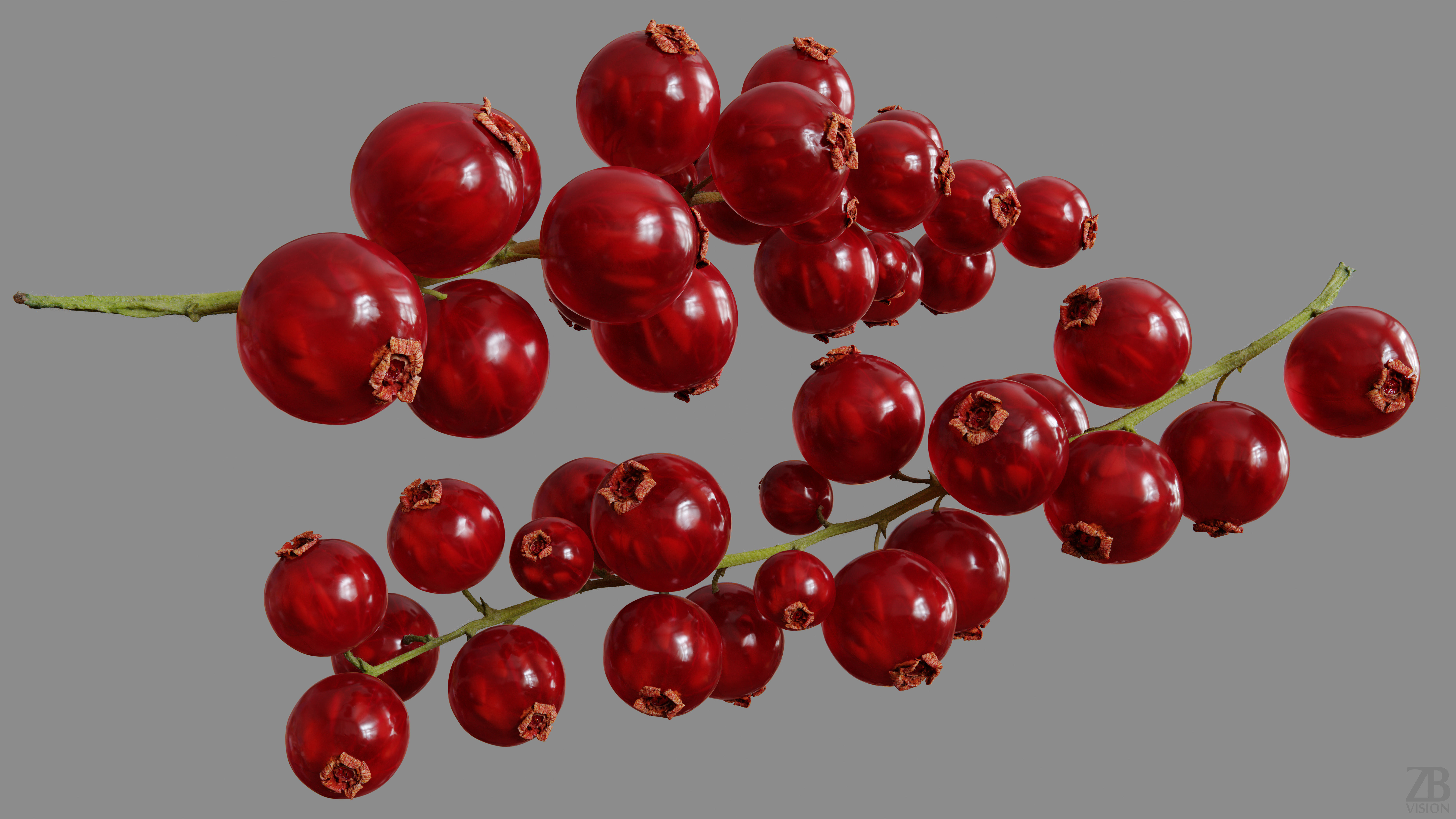 Currant 3D model_9