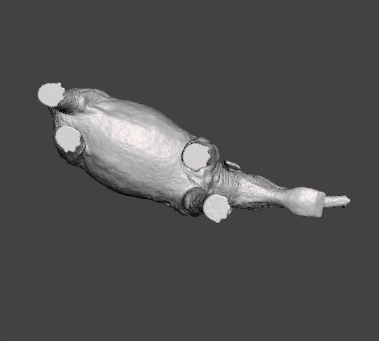 PLATYBELODON FIGURE MINIATURE MODEL CREATURE MONSTER DND RPG 3D print model_7
