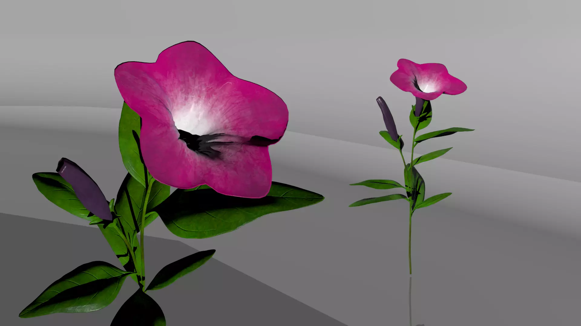 Petunia 3D model_0