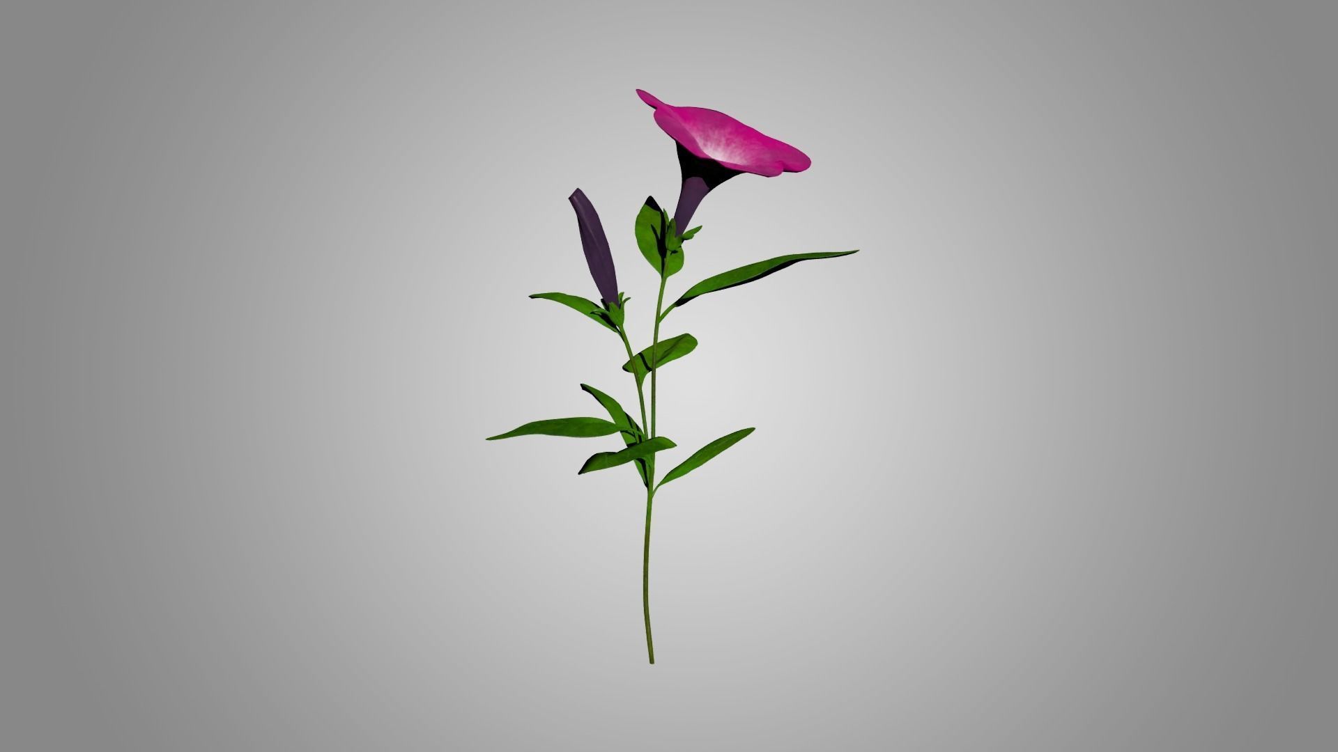 Petunia 3D model_2