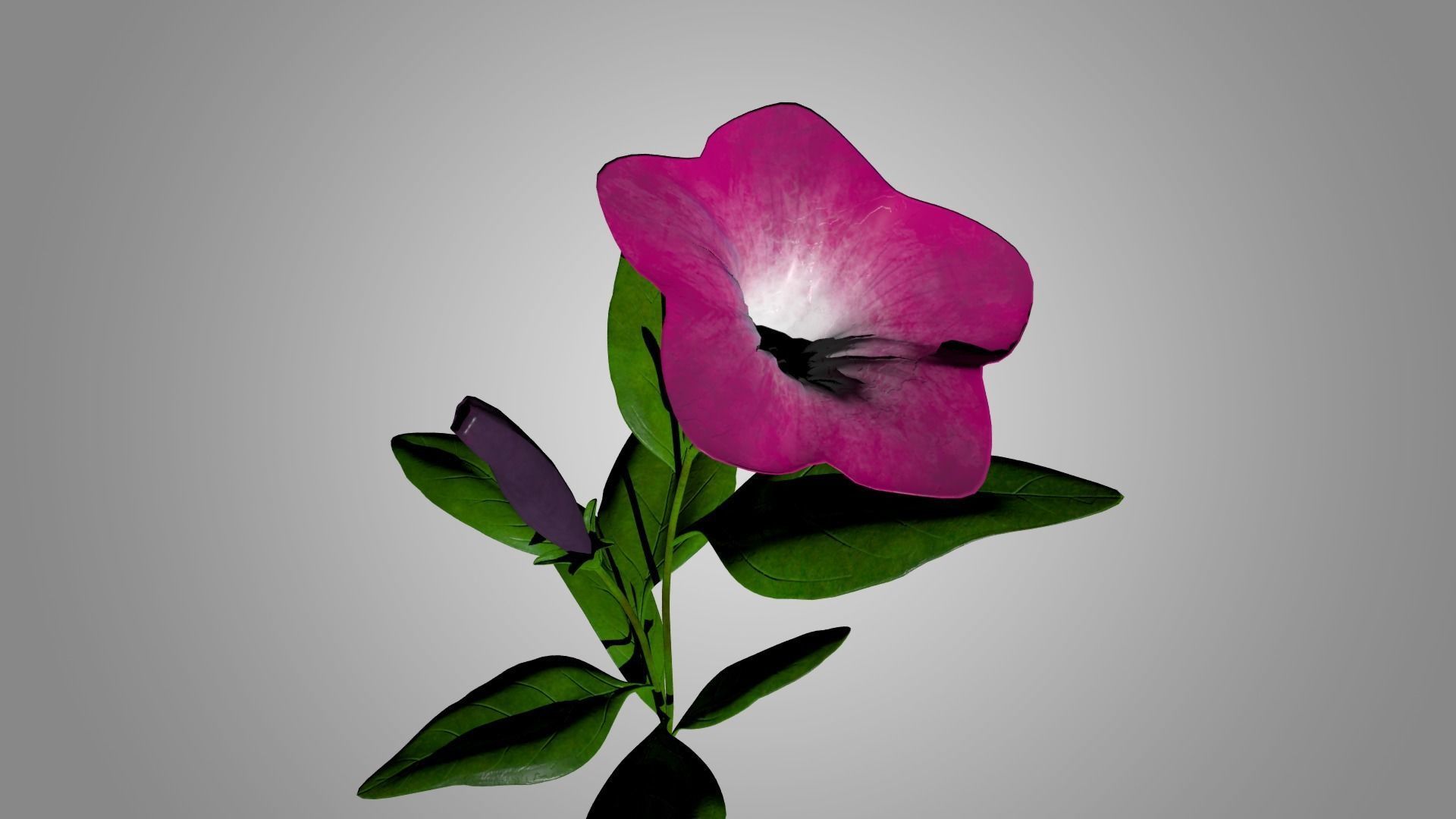 Petunia 3D model_5