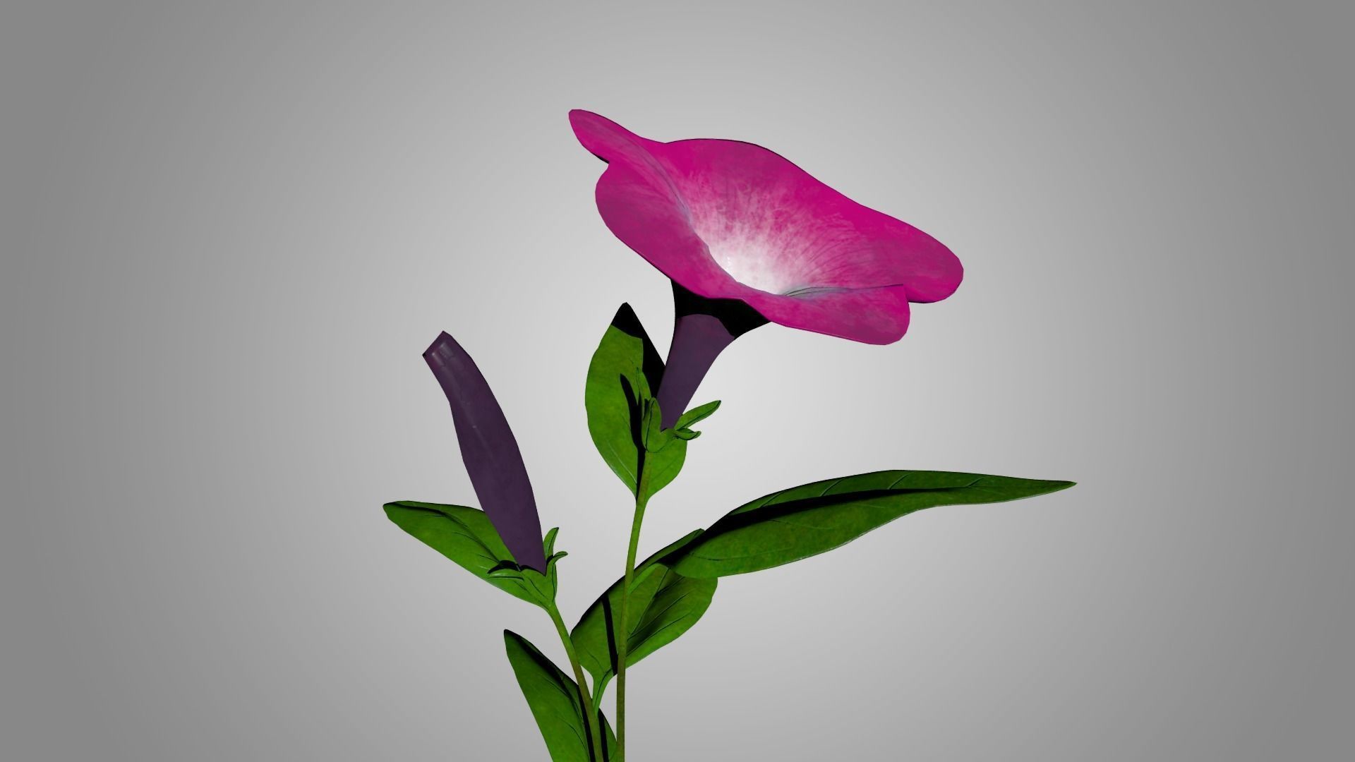Petunia 3D model_4