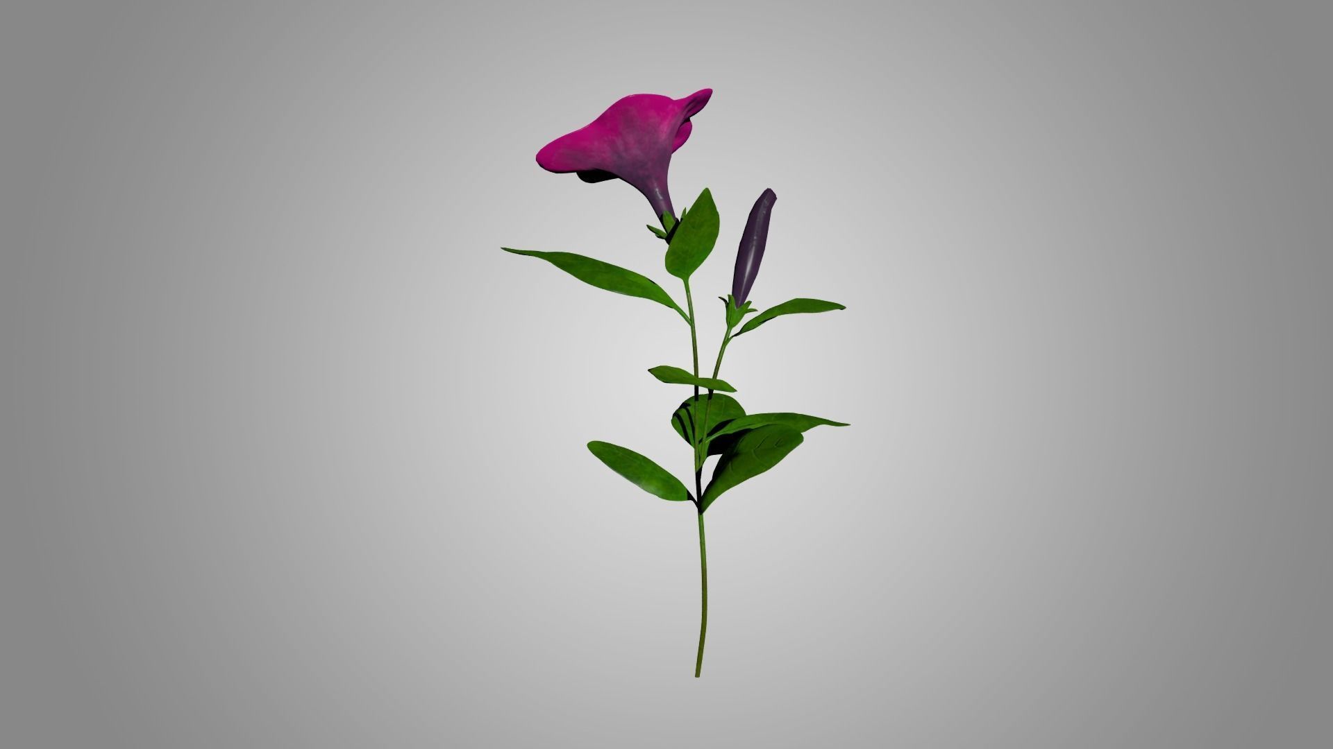 Petunia 3D model_3