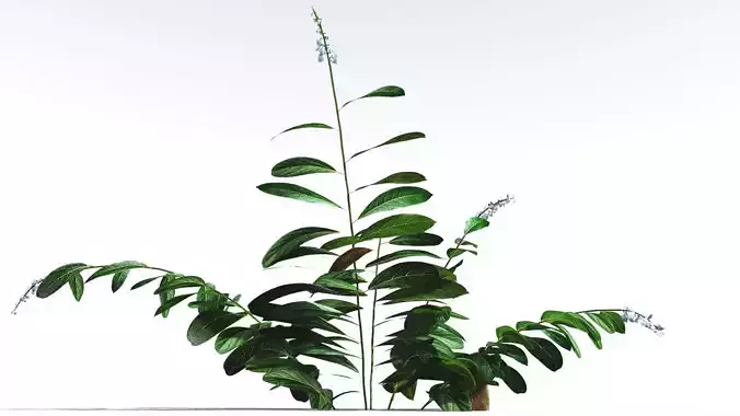 EVERYPlant Native Ginger LowPoly 2 --15 Models-- Low-poly 3D model