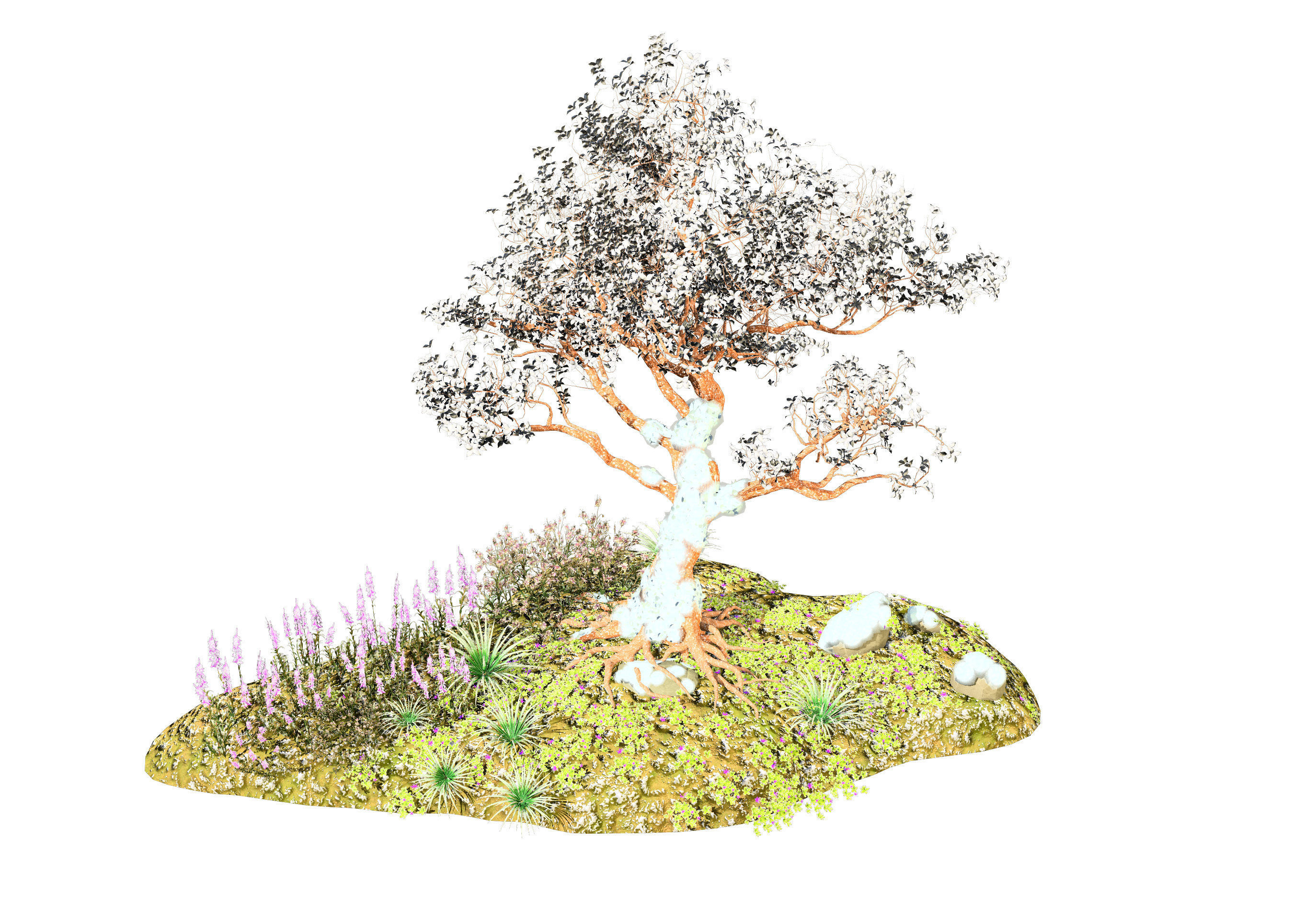 Tropical Paradise of Royal Poinciana trees 3D model_7