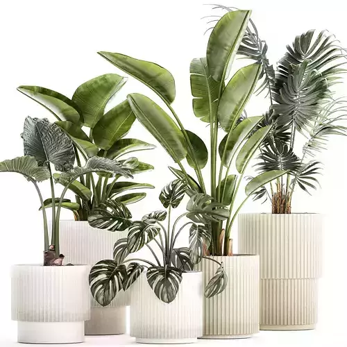 Small plants in white pots Strelitzia palma monstera 1465