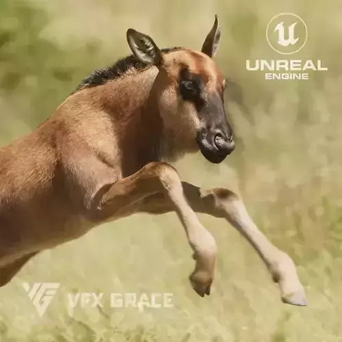 Baby Wildebeest  UE Character Asset