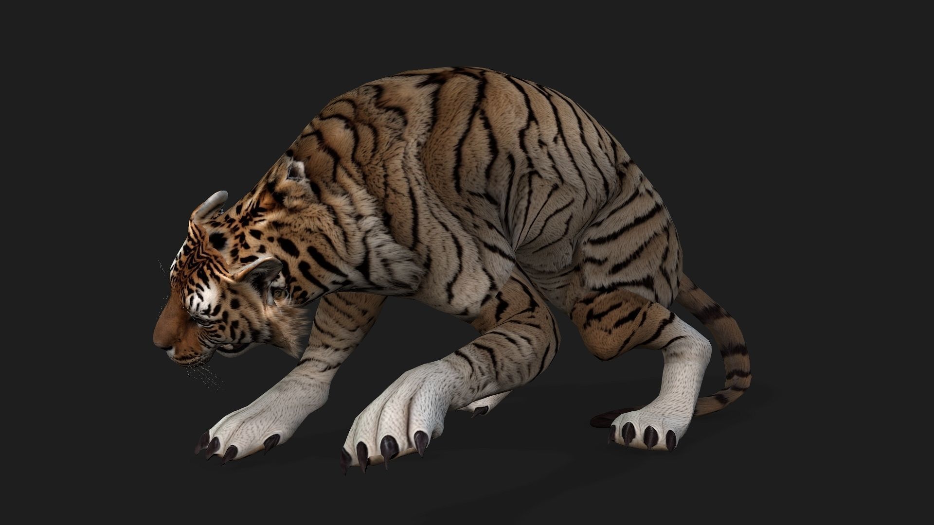Tiger A3 3D model_19