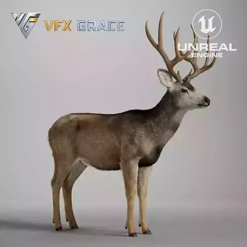 Mule Deer Male  UE Character Asset