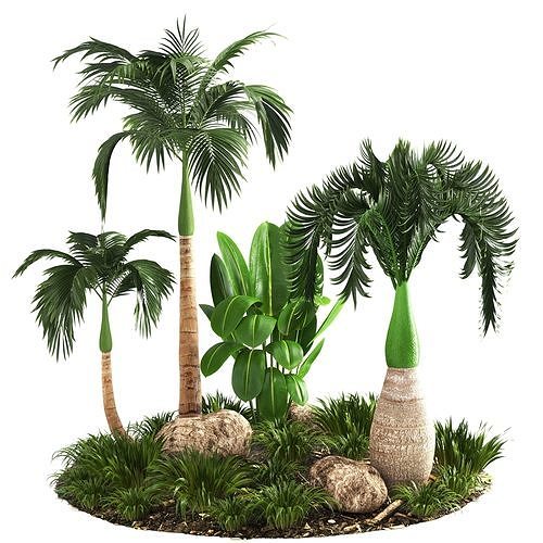 Hyophorbe lagenicaulis palm outdoor tree-01 3D model
