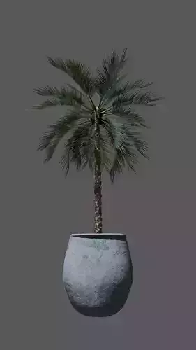 Palm tree in a pot