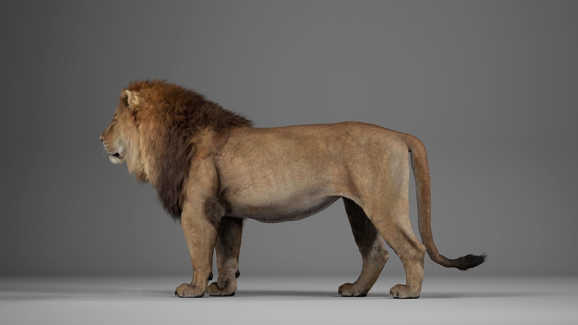 Male Lion  UE Character Asset 3D model_10